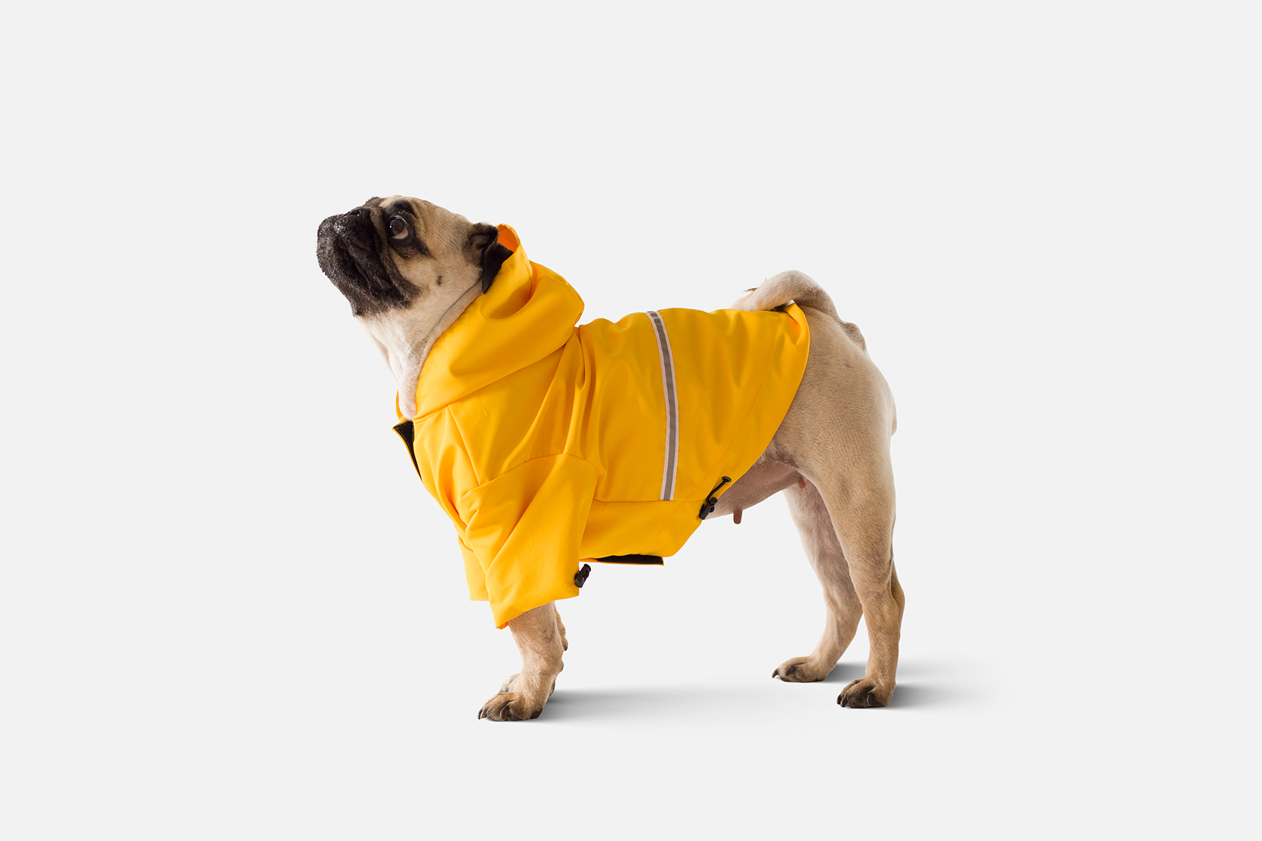 Moss raincoat for your dog 0